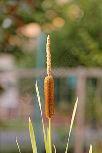 1个再造弹簧 1个宽叶旗帜甘蔗草本植物植物群植物沼泽阔叶芦苇黑人图片