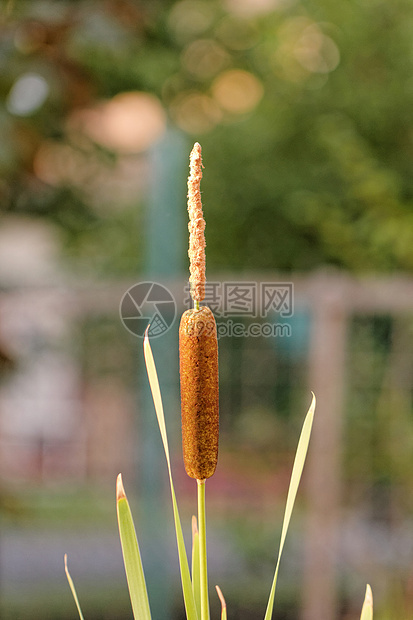 1个再造弹簧 1个宽叶旗帜甘蔗草本植物植物群植物沼泽阔叶芦苇黑人图片