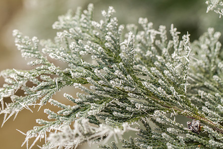 崖柏树枝上的白霜天气衬套气候枝条季节花园寒意水晶植物叶子图片