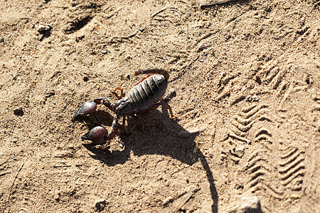 桑迪背景上的蝎子潘迪努斯驱动器动物甲虫蝴蝶野生动物蜉蝣木头防御尾巴十二生肖蜜蜂图片