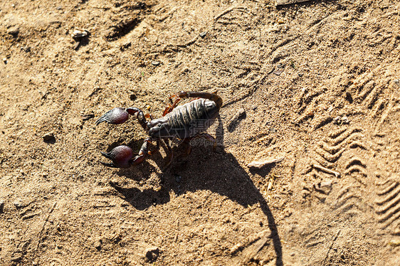 桑迪背景上的蝎子潘迪努斯驱动器动物木头昆虫毒液沙漠生物毛皮野生动物蜜蜂甲虫图片