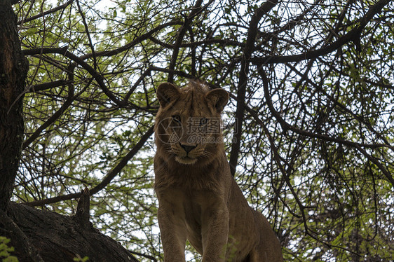 住成一无所有的人 朴家宝旅游野生动物荒野母狮猫咪猎人捕食者丛林棕褐色蓝色图片
