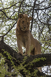 住成一无所有的人 朴家宝猫咪女性马赛动物荒野母狮动物园旅行蓝色丛林图片