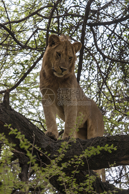 住成一无所有的人 朴家宝猫咪女性马赛动物荒野母狮动物园旅行蓝色丛林图片