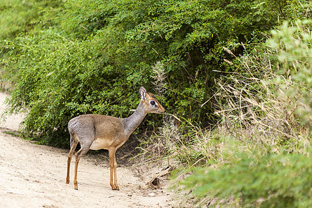 Dik Dik 牧场哺乳动物野生动物荒野植物群棕色灰色毛皮羚羊动物群图片