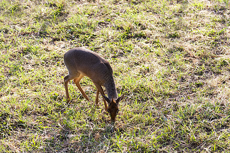 Dik Dik 牧场灰色植物群野生动物羚羊毛皮棕色荒野动物群哺乳动物图片