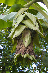 带香蕉的年轻香蕉树食物枝条热带气候绿色农业叶子植物学植物图片