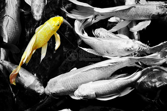 金甲鱼红色金鱼艺术锦鲤宠物水族馆黑色鲤鱼白色全景图片