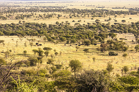 非洲风景野生动物毛皮母狮旅行食肉大草原孤独哺乳动物狮子国家图片