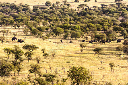 非洲风景阳光假期毛皮动物食肉摄影旅行母狮宠物大草原图片