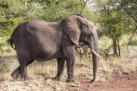 非洲女族女性犊牛哺乳动物大草原树干树木家庭野生动物领导者图片