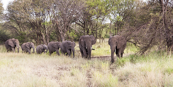 非洲大象家庭树干荒野女性哺乳动物动物女族团体犊牛图片