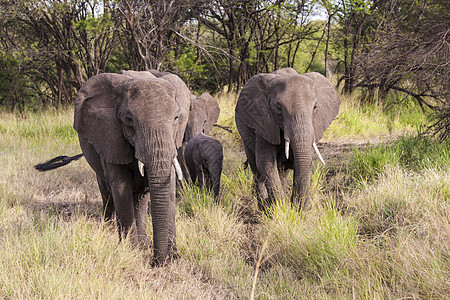非洲荒野家庭奶牛犊牛女性獠牙树木女族哺乳动物动物群图片