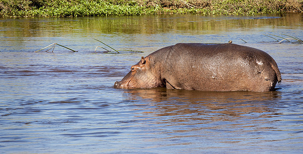 水中的河马荒野蓝色野生动物绿色灰色哺乳动物棕色图片