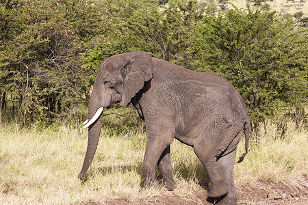 非洲树木大象领导者奶牛獠牙家庭荒野哺乳动物犊牛女性图片