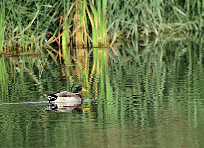 池塘上的马华达鸭子游泳账单羽毛水禽公园动物涟漪翅膀野生动物鸟类图片