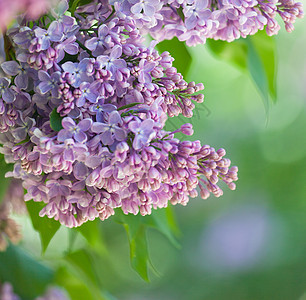 风上粉红硅波的分支白色生长花园植物礼物衬套季节花瓣植物学紫色图片