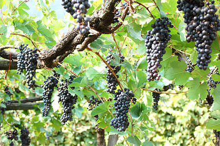 黑葡萄酿酒蓝色食物紫色黑色植物浆果叶子国家葡萄园图片