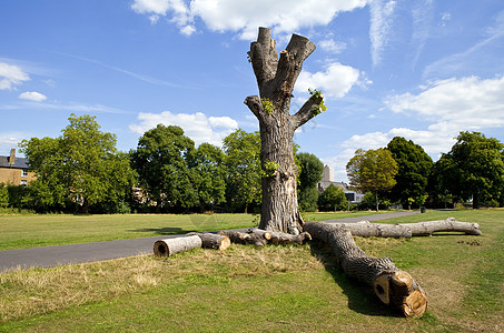 伦敦布赖斯顿布洛克威尔公园旅游小路人行道地标树干观光闲暇景点树木公园图片