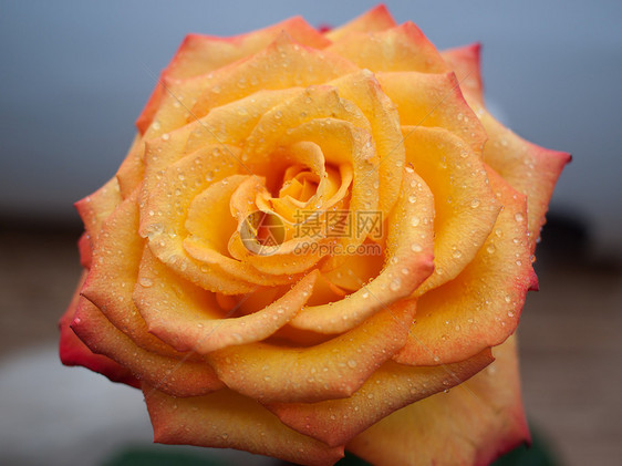 橙色玫瑰 加上水滴图片