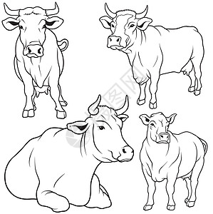牛头采集饲养员绘画哺乳动物动物曲线家畜草图收藏牛人手绘图片