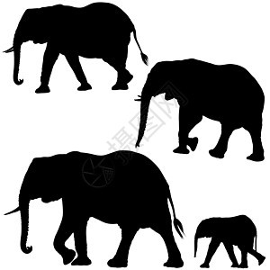 大象太阳光环獠牙收藏插图剪影荒野黑色哺乳动物野生动物动物树干图片