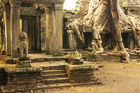 Preah Khan寺庙 吴哥地区 暹粒建筑学热带历史性文化木头世界高棉语废墟丛林圣训图片