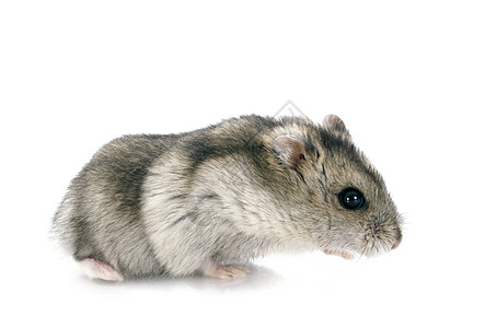 俄罗斯仓鼠运动宠物哺乳动物婴儿灰色动物老鼠工作室图片