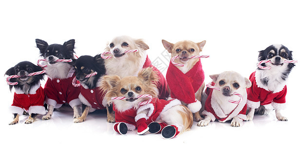 穿着吉华装的吉娃娃糖果宠物展示季节戏服小狗幽默红色团体新年图片