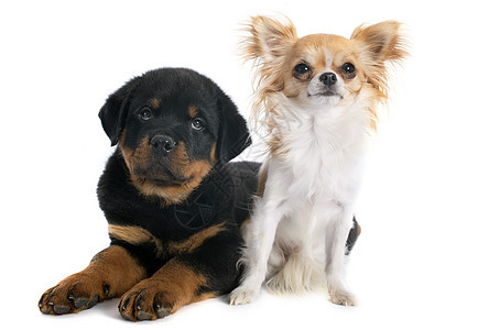 小小狗罗维勒和吉娃娃黑色工作室小狗友谊婴儿宠物纳犬动物犬类图片