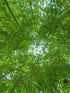 竹竹植物单子被子森林植物群图片