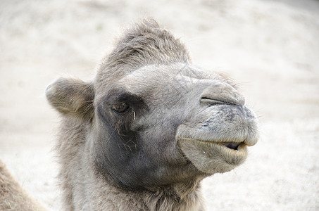 Bactrian骆驼头动物棕色脖子荒野哺乳动物野生动物沙漠图片