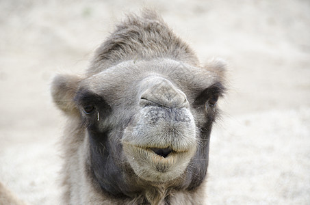 Bactrian骆驼头脖子荒野动物野生动物沙漠棕色哺乳动物图片