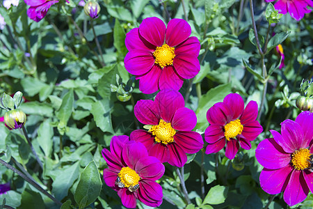 有各种各样的花的美丽的五颜六色的花园生长红色草地植物学紫色植物园艺绿化植物群黄色图片