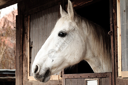 马马肖像骑术运动动物畜栏宠物马术白色运输农场窗户图片