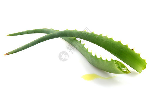 Aloe Vera 白白孤立植物水滴沙漠果汁绿色医疗宏观皮肤治疗药品芦荟图片