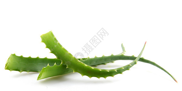 Aloe Vera 白白孤立植物绿色皮肤水滴治疗宏观化妆品果汁草本植物治愈芦荟图片