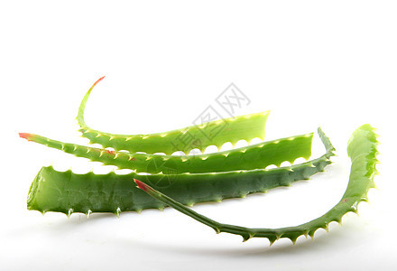 Aloe Vera 白白孤立植物化妆品宏观绿色草本植物水滴药品芦荟医疗皮肤图片