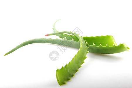 Aloe Vera 白白孤立植物绿色医疗治疗治愈皮肤果汁沙漠宏观洗剂草本图片