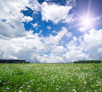 绿绿地草地植物天空地平线草原太阳蓝色远景晴天场地图片