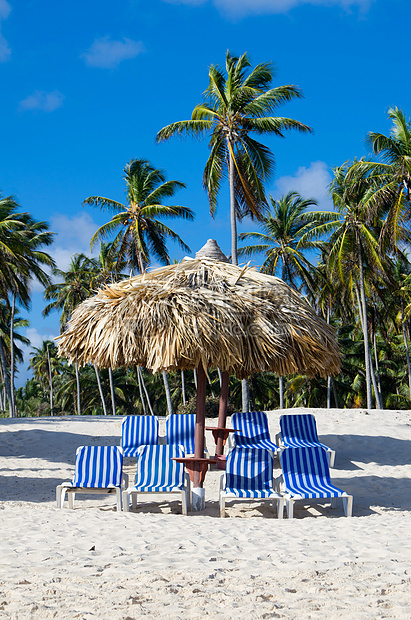 加勒比海滩叶子阳光旅游蓝色椰子天空天堂植物支撑晴天图片