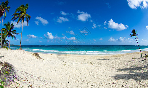 加勒比海滩晴天阳光旅游海景天空天堂太阳热带海岸叶子图片