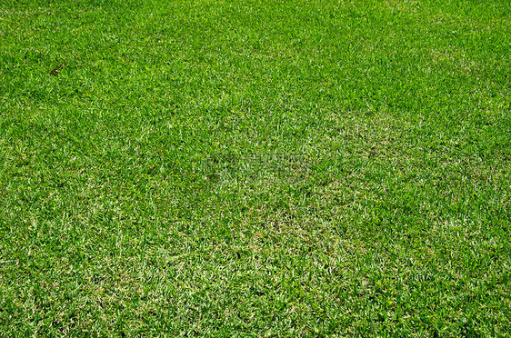 绿绿草绿色植物植物草地院子场地植物群纹理绿化绿色生长图片