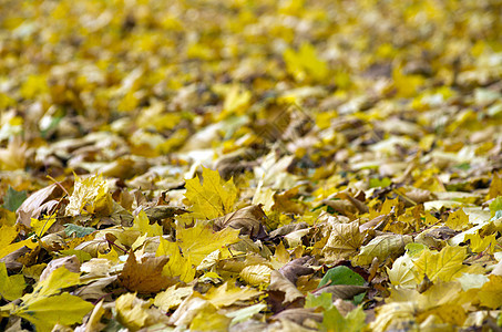 秋季假期活力环境树木乡村阳光黄色公园棕色红色绿色图片