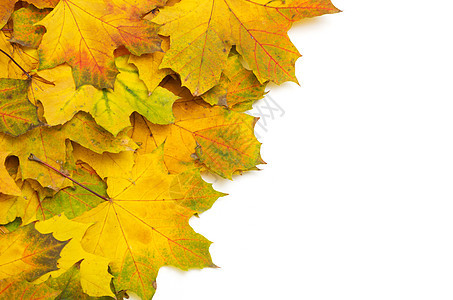 秋季假期紫色装饰季节性季节背景橙子墙纸红色黄色团体图片