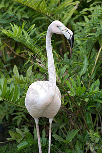 火烈鸟眼睛热带动物园荒野野生动物粉色白色动物翅膀黑色图片