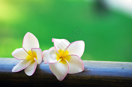 弗朗比帕尼花朵热带美丽季节植物绿色花瓣季节性植物学鸡蛋花环境图片