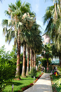 热带花园中的小巷奢华棕榈叶子植物露台旅行途径假期公园热带图片