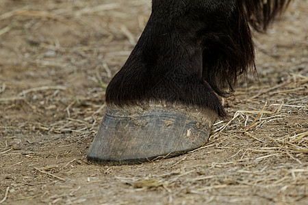 马脚和蹄哺乳动物国家宠物荒野头发蹄子牧场小马草地马术图片
