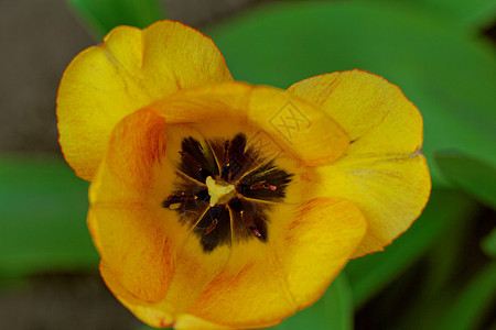 郁金tullip 特写花束花瓣宏观叶子花园植物礼物植物群图片